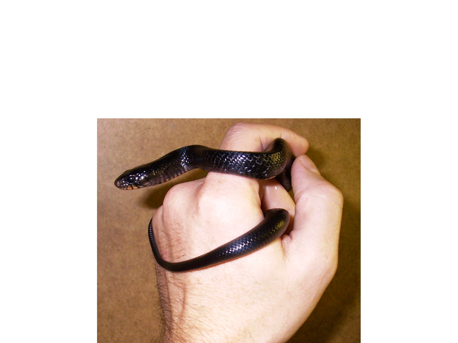 E. Indigo_f2