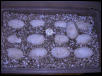 Het Albino Water Monitor Eggs