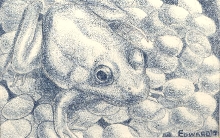 Frog 1