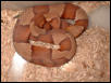 copperhead
