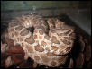 Western Massasauga