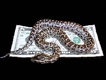 baby dwarf money