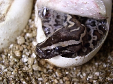 babydwarf