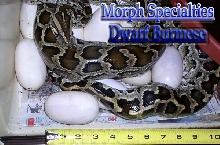 dwarf burm egg tape