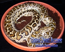 Gravid Dwarf Burmese Python