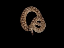 mojave