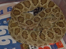 mojave green