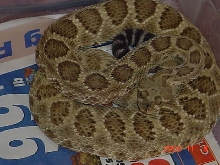 mojave2