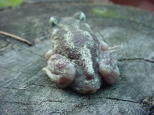 spadefoot