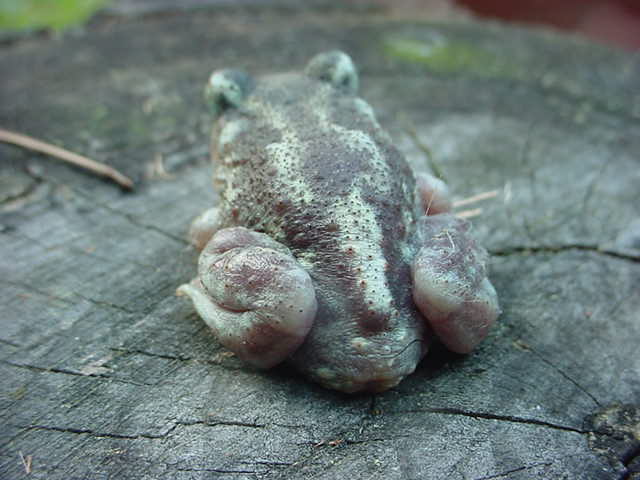 spadefoot