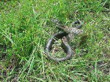 blacksnake4
