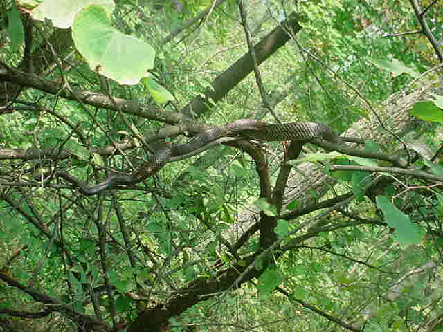 blackrat3