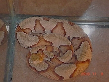southern copperhead
