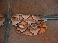 southern copperhead