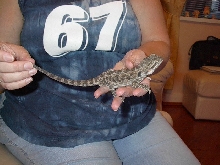 chorlton the bearded dragon