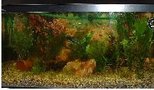 New Tank