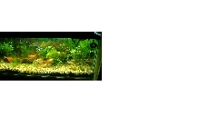 New tank2