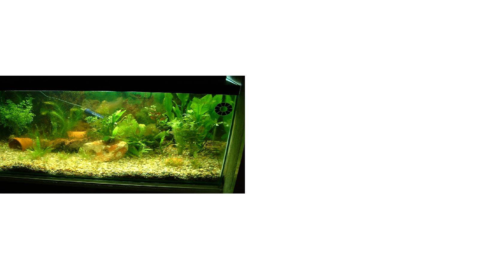 New tank2