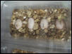 1 tub of beardie eggs (28 days)