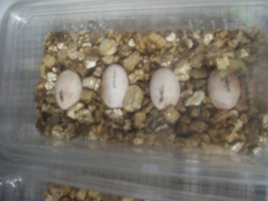 1 tub of beardie eggs (28 days)