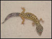 leopard gecko #1