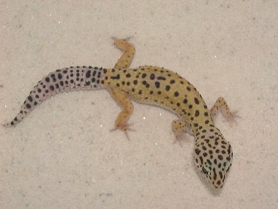 leopard gecko #1