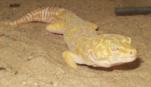 Louie (leopard gecko) june2004