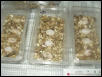 beardie eggs 28days old