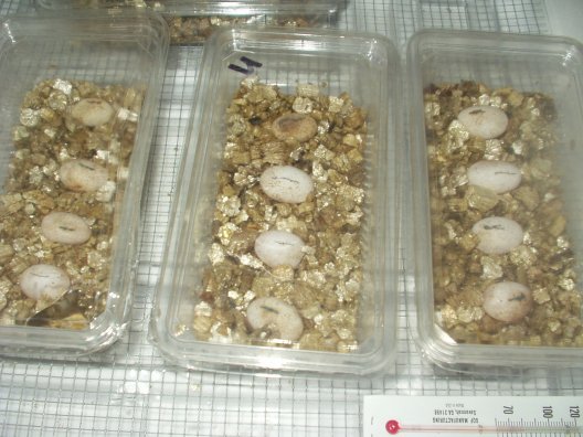 beardie eggs 28days old