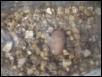 bad egg but still 28days old!
