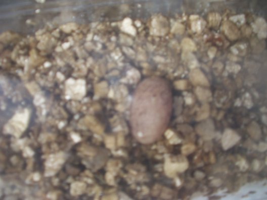 bad egg but still 28days old!