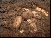 bad eggs