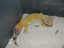 carrot tail male
