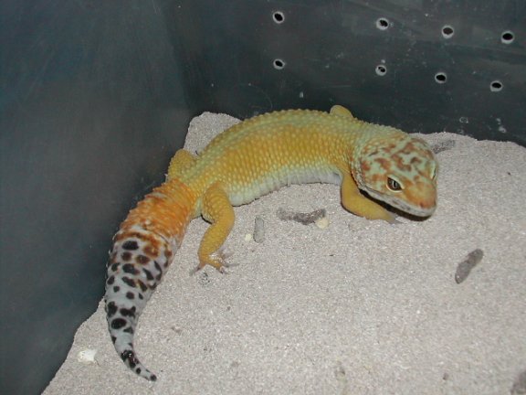 carrot tail male
