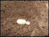 Eggs uncovered