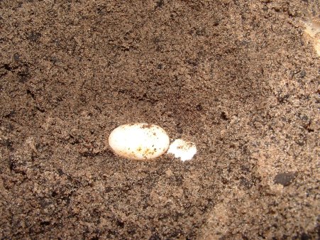 Eggs uncovered