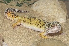 lestat july 2004