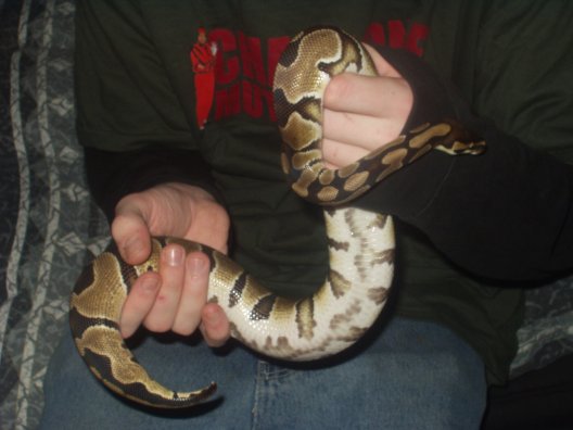 Royal Python (Maynard)