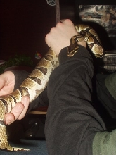 Royal Python (maynard2)