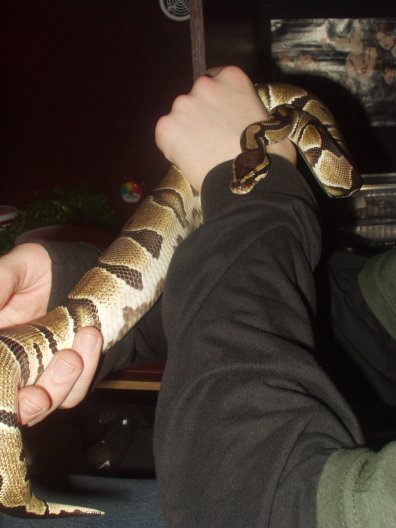 Royal Python (maynard2)