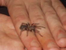 redknee sling