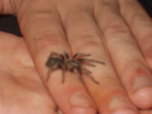 redknee sling