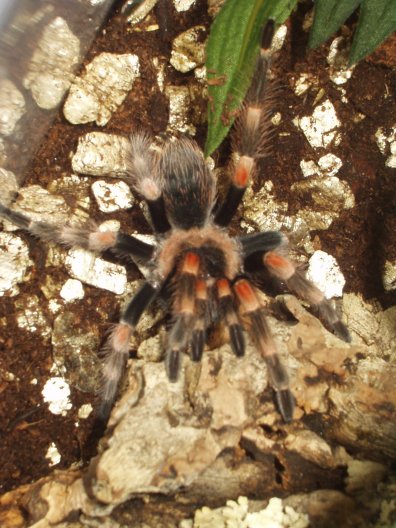 redknee grown up