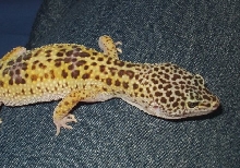 newt july 2004