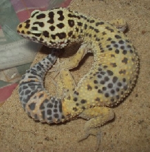 thorn (leopard gecko) june2004