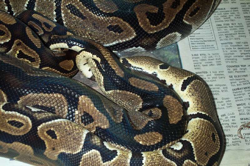 Het Albino Breeding