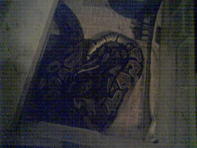 Crappy phone pic