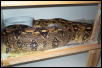 Ovulation
