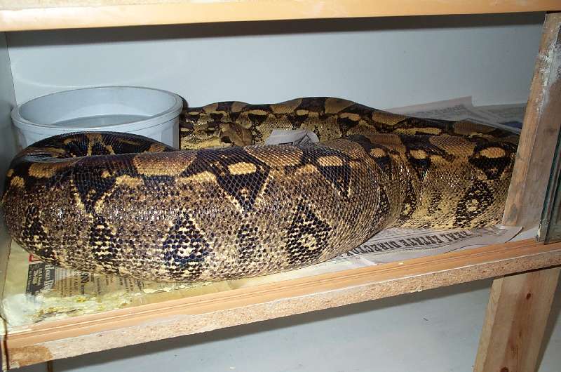Ovulation