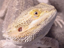 Abu